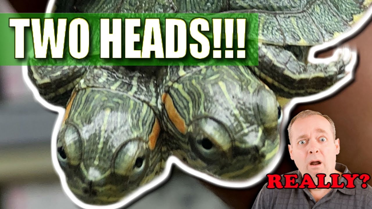 I GOT A TWO HEADED TURTLE!! WOW!!! | BRIAN BARCZYK