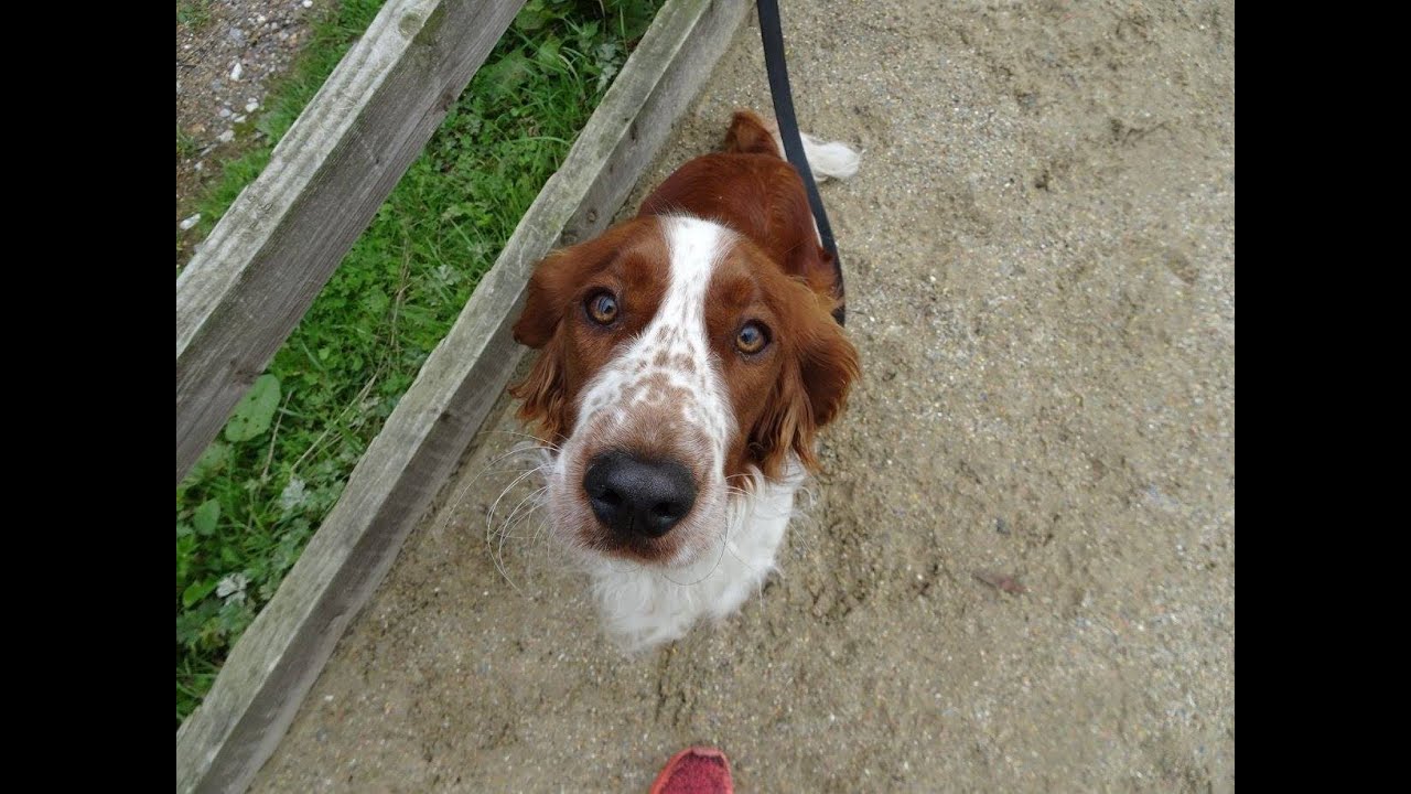 Cloud - Welsh Springer Spaniel - 3 Week Residential Dog Training at Adolescent Dogs