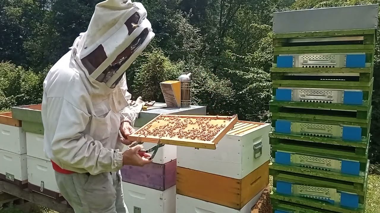 Favo naturale con arnia Langstroth: il risultato finale. Parte 5.