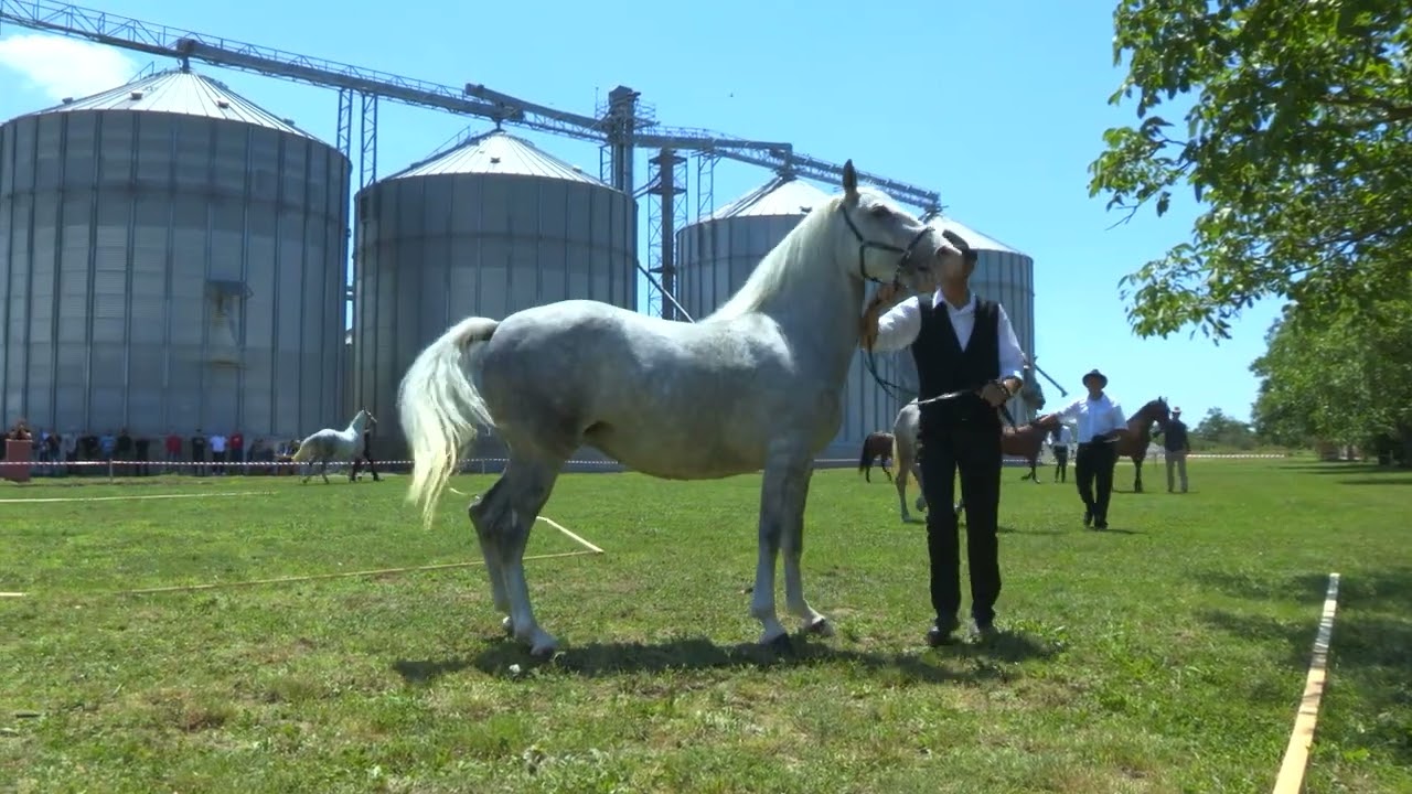 Konji ponovo jure ep. 1382. 28.06.2024. NAJAVA