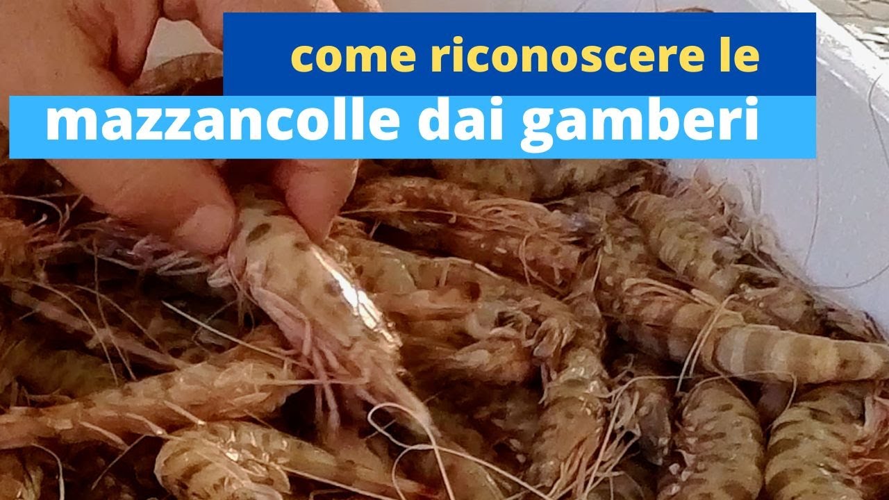 Come distinguere le mazzancolle dai gamberi?