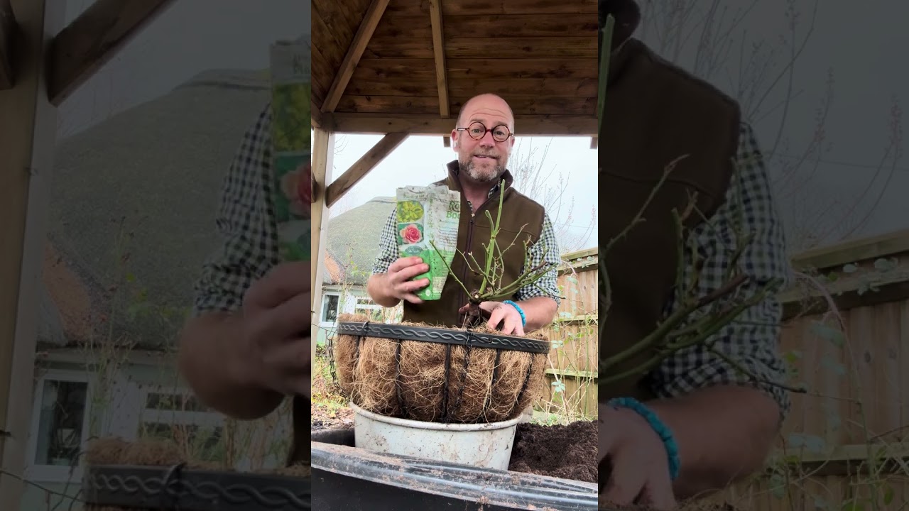Maintenance for roses grown in hanging baskets #gardenerben 