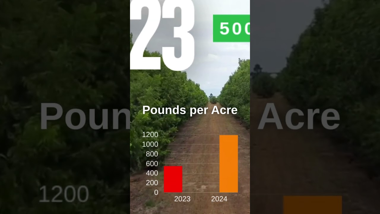 KeyPlex Georgia Pecan Video