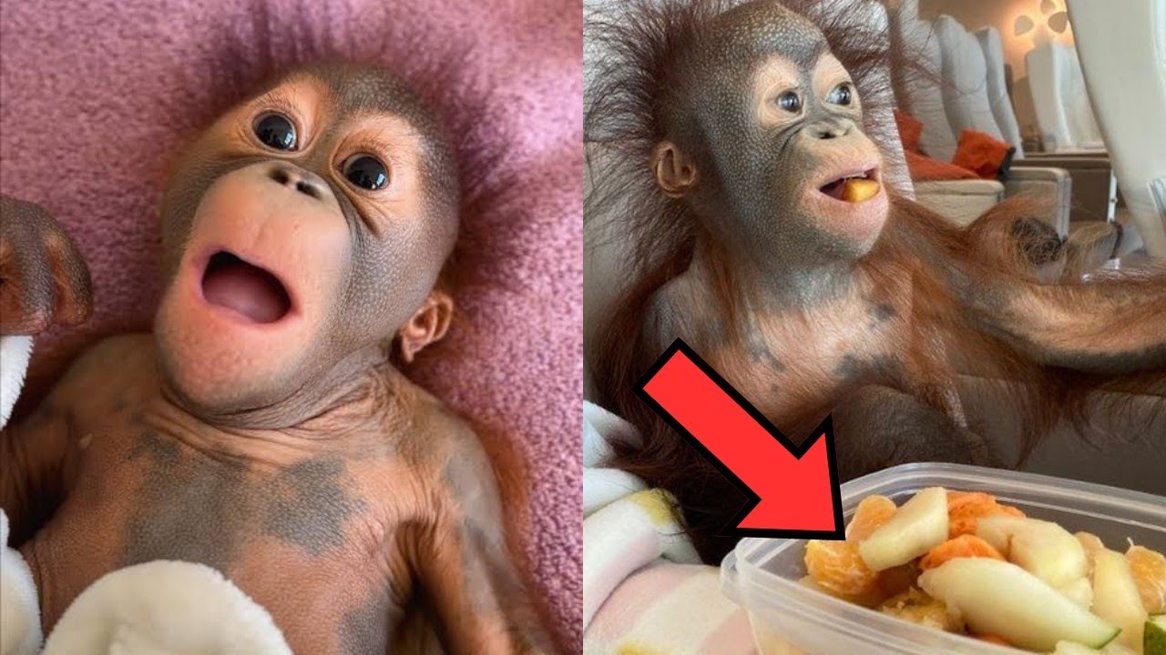Осиротевшие детеныши орангутанов Киви и Сибу нашли любовь в Monkey World!