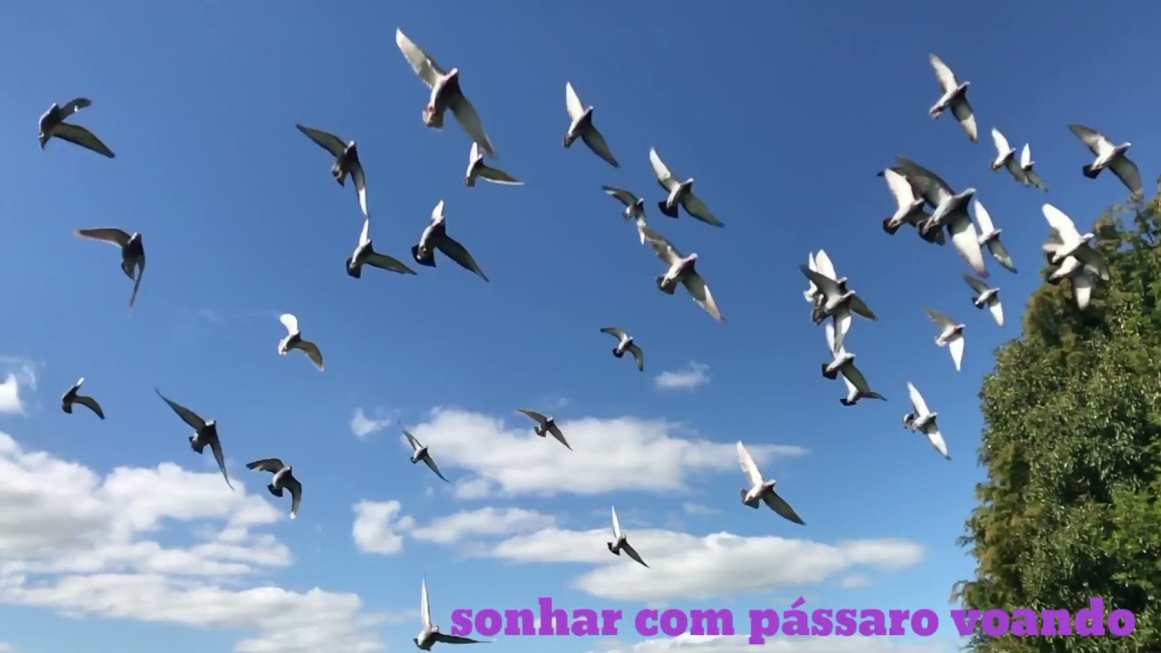 Sonhar com Pássaro Voando Qual o Significado Da Psicologia   FULL HD Video