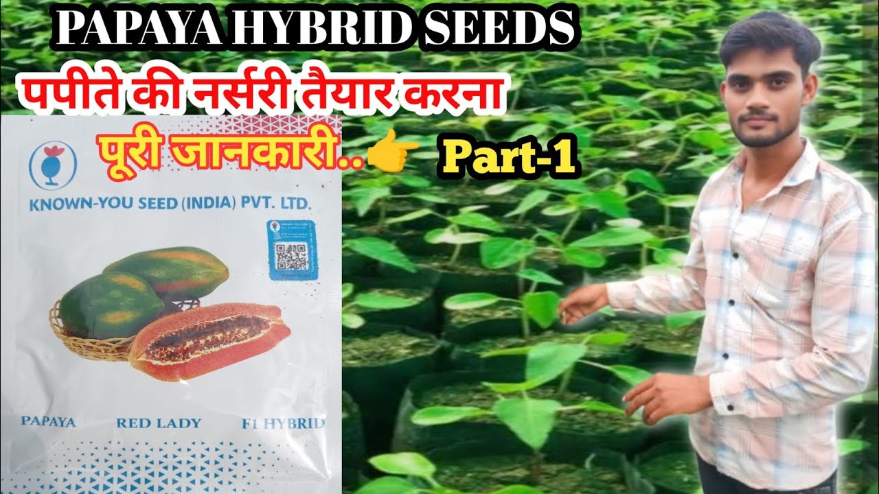 PART-1 पपीते की नर्सरी कब और कैसे तैयार करे#papita ki nursary#papaya farming#trending #agriculture