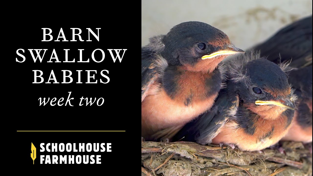 Baby Barn Swallows  |  Week 2