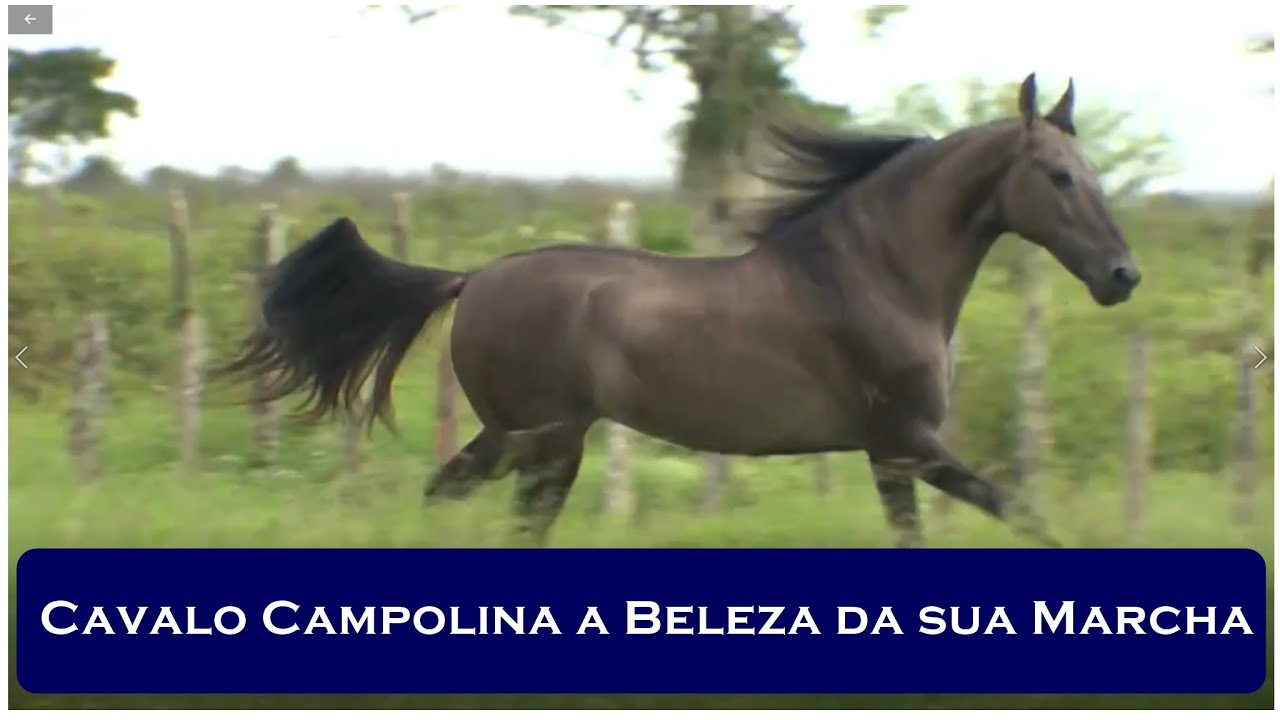 Cavalo Campolina a Beleza da sua Macha (Parte 2) - Myx 10
