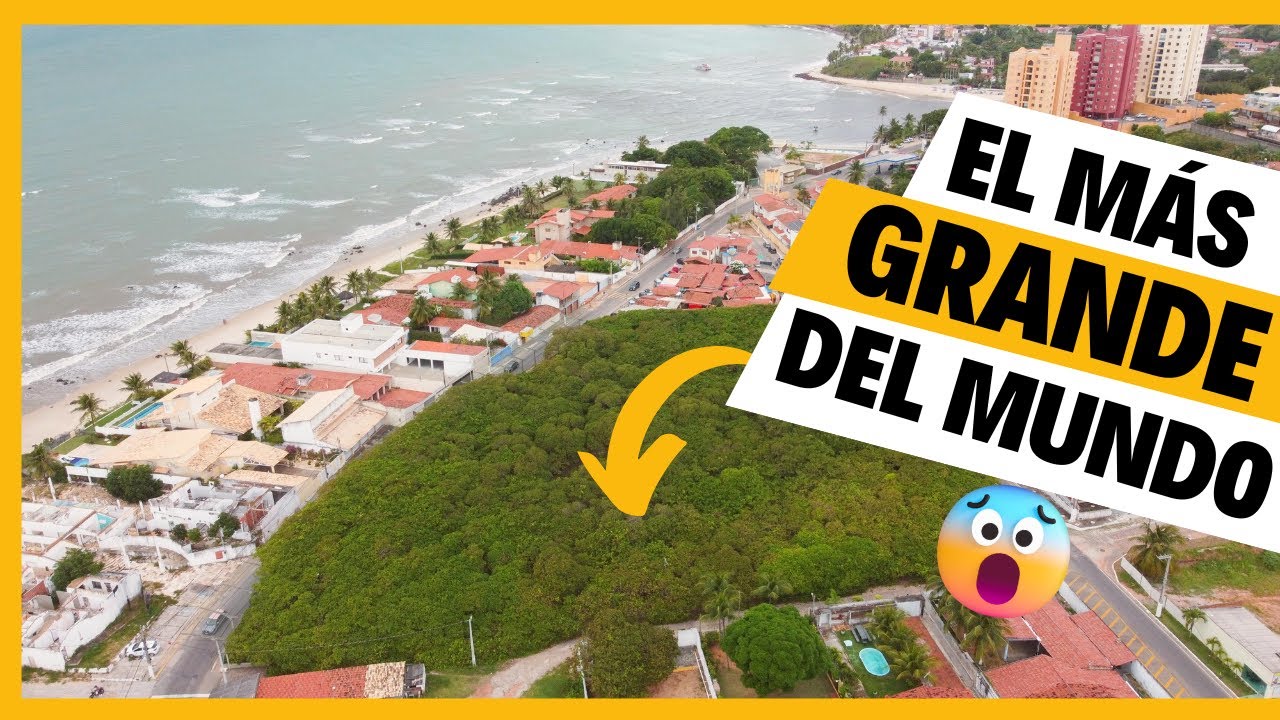 El ÁRBOL FRUTAL MÁS GRANDE de TODO EL MUNDO 🤯 Cerca de NATAL en  PIRANGI BRASIL