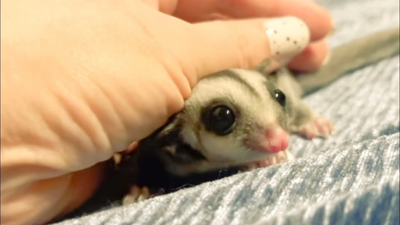 フクロモモンガをお迎えしたくなる動画❤️飼い方❤️ A video that will make you want to keep a sugar glider❤️#フクロモモンガ #reptile