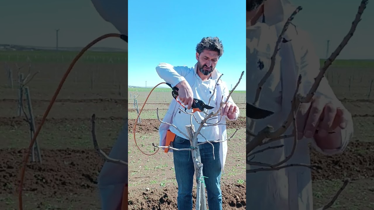 Antep fıstığında ilk taç oluşturma budaması .