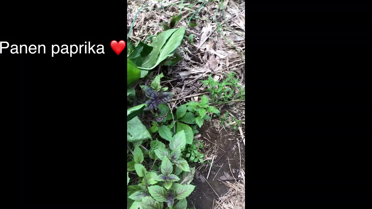 Panen paprika kebun sendiri #shorts