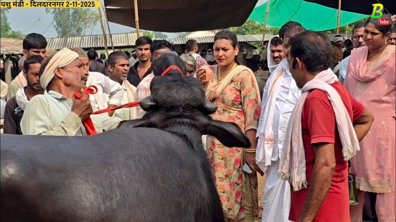 👋यहा ढूंढने पर कम पैसों में भैंस अच्छी मिलती है | Dildarnagar Buffalo Mandi 2025 | Bhains ki Mandi