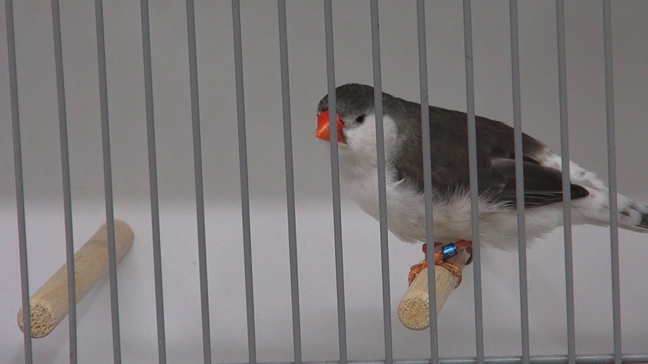 Vogeltentoonstelling  in Erp