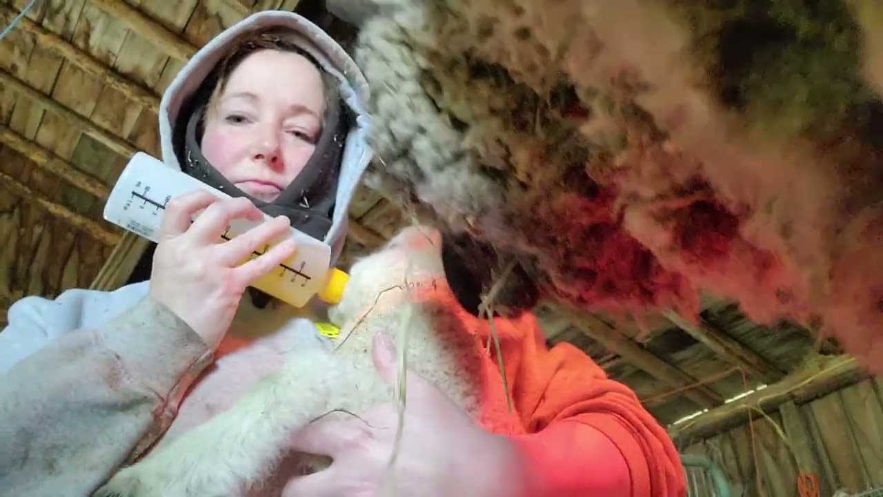 Lamb needs Electrolytes #shorts #youtubeshorts #lamb #electrolytes #trending #viral #farm #bottle 