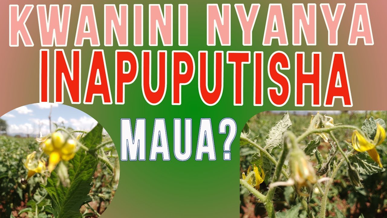 KWANINI NYANYA YANGU INAPUPUTISHA MAUA?