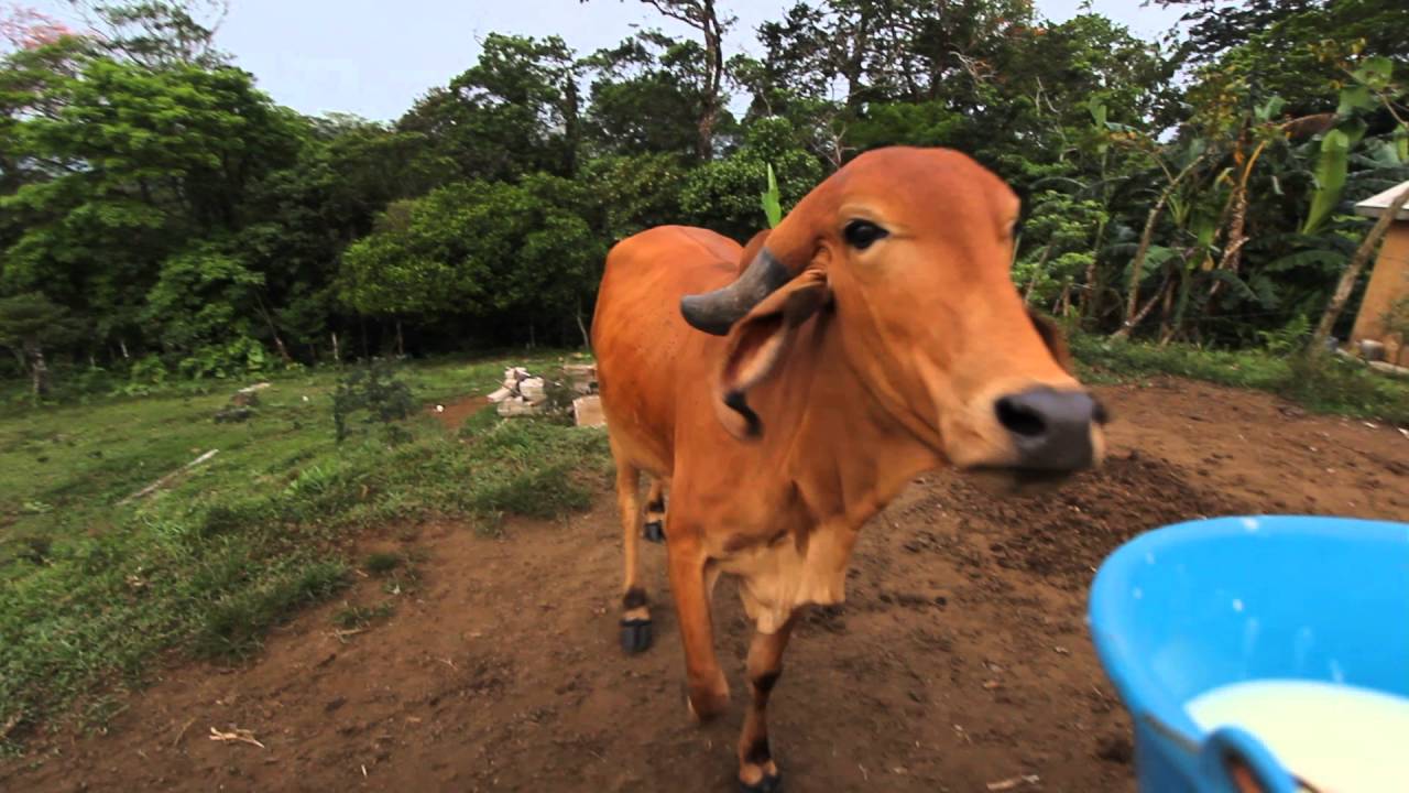 Calling the cows for a treat
