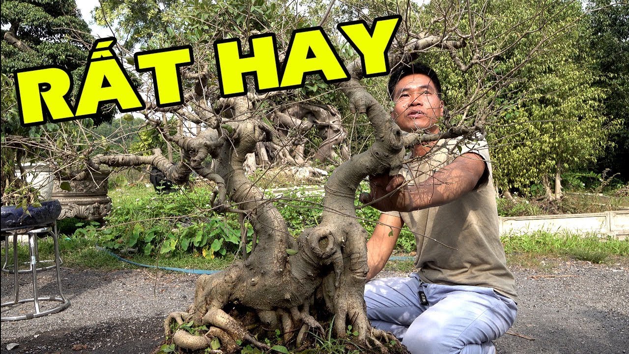 Chia sẻ cách làm cây Bonsai nghệ thuật cho anh em mới chơi (Rất hay)
