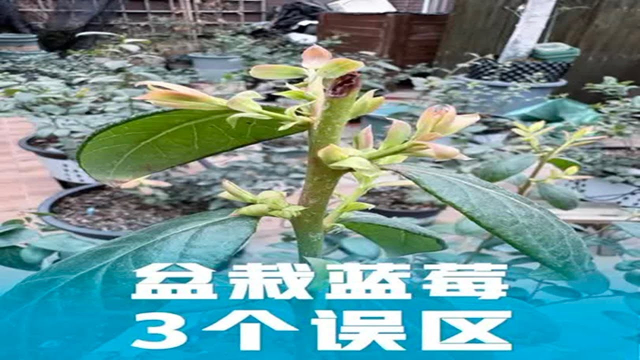 盆栽蓝莓3个误区 
