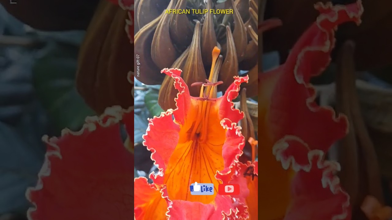 FLAME OF THE FOREST || African Tulip Tree Flower |Spathodea campanulata Beauty|| #shorts #flowers🌺🏵