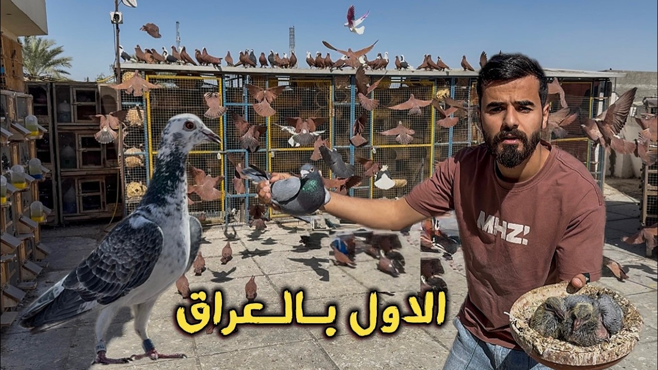 طيور تستخدم للسباق اسعارها 10 مليون وأكثر 🤯