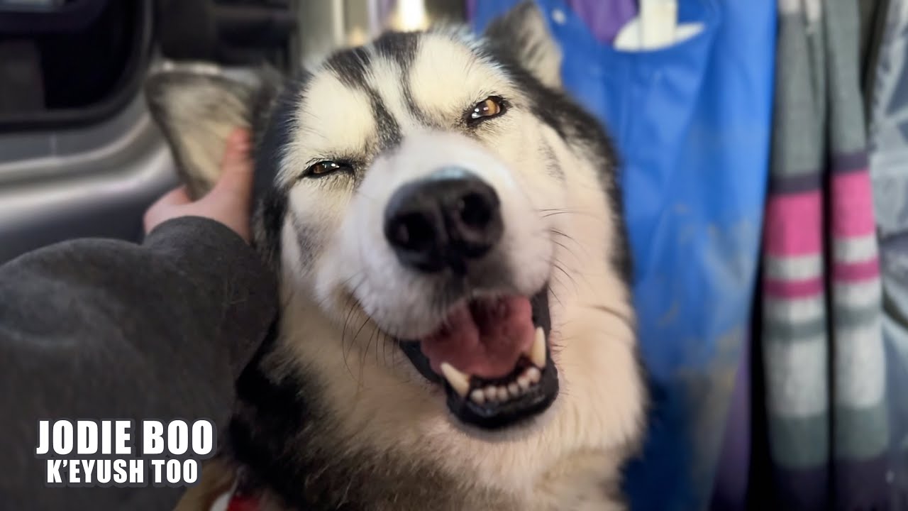 Husky Falling Asleep Sitting Upright  After 10,000 steps!