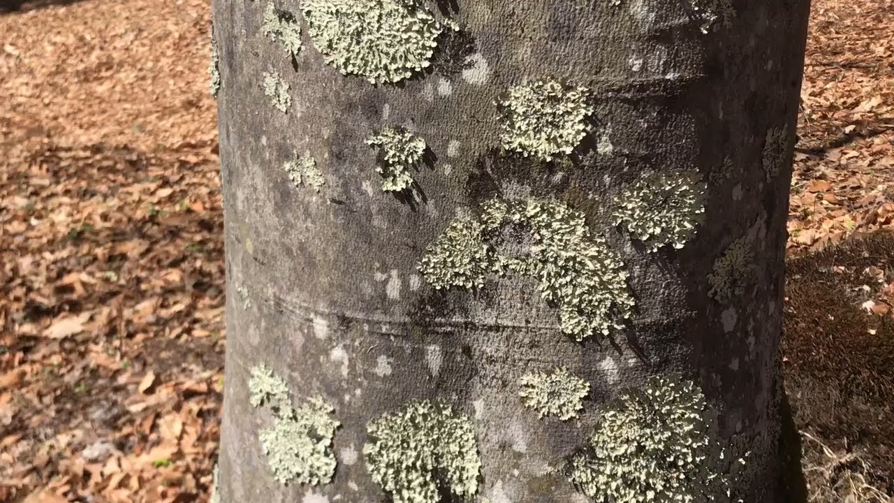 Lynn's Lichen Poem and Gulf Road in Brattleboro