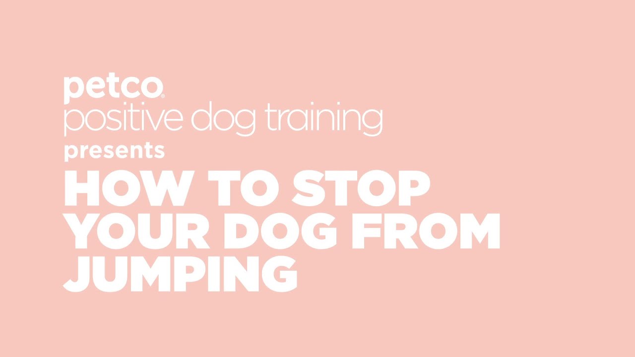 How to Stop Your Dog from Jumping | Petco