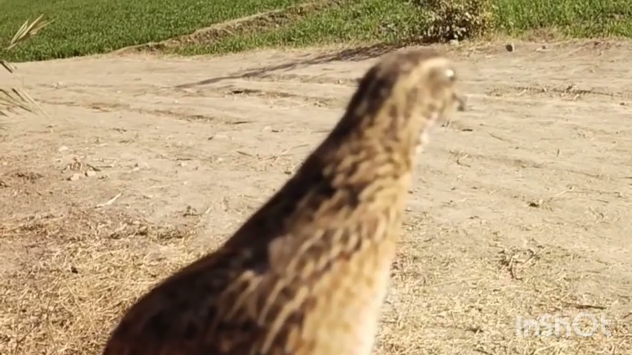 female quail sound