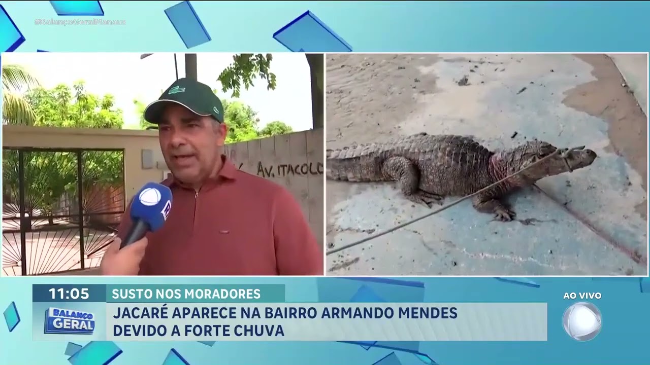 Jacaré aparece em rua do Armando Mendes e assusta moradores | Record Manaus