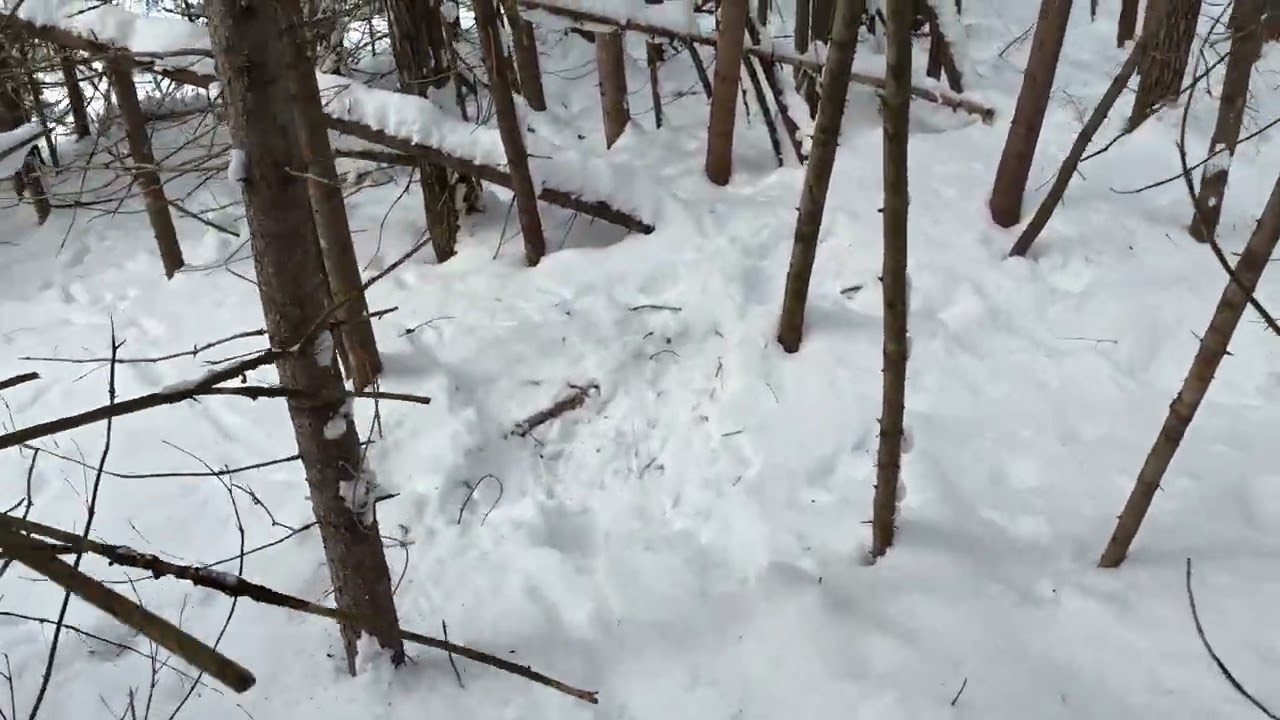 Algoma trapping season episode 5