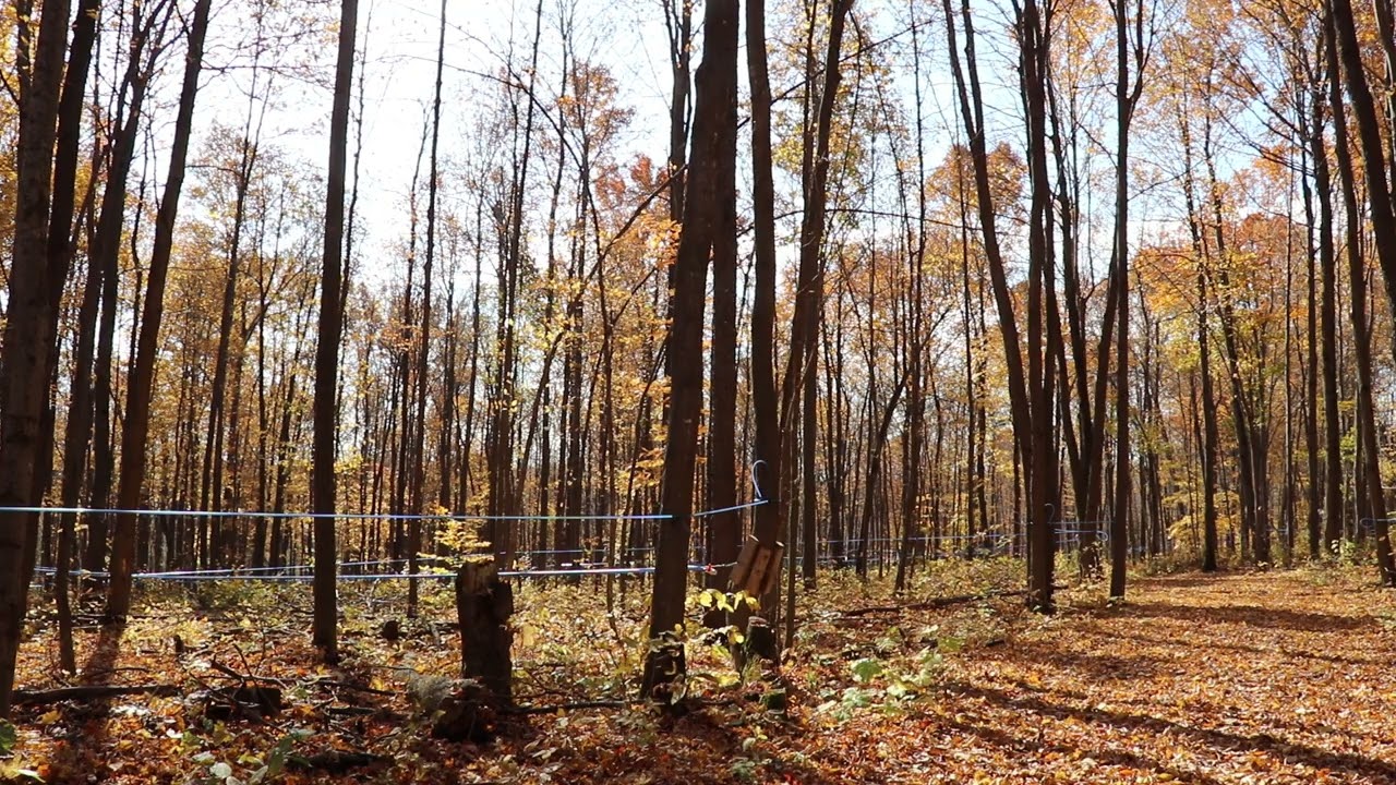Autumn maple tree leaf falling - Part 2 of 2