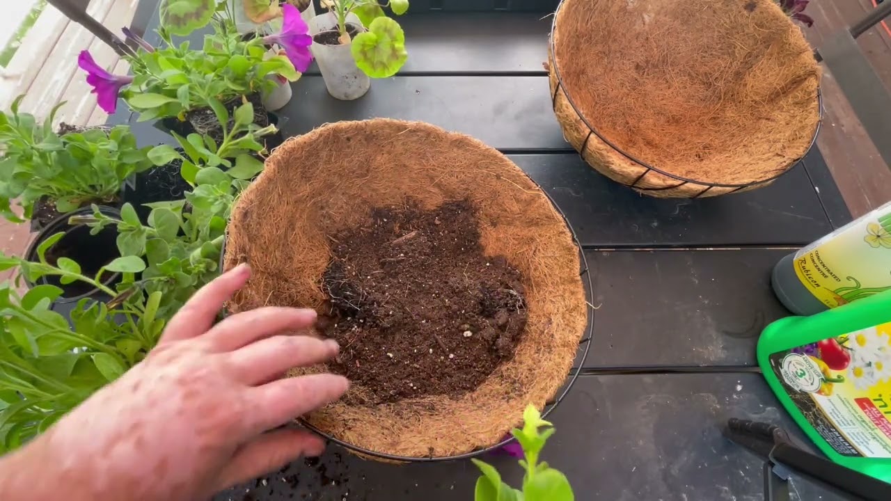 Making Petunia Geranium Ball Hanging Baskets