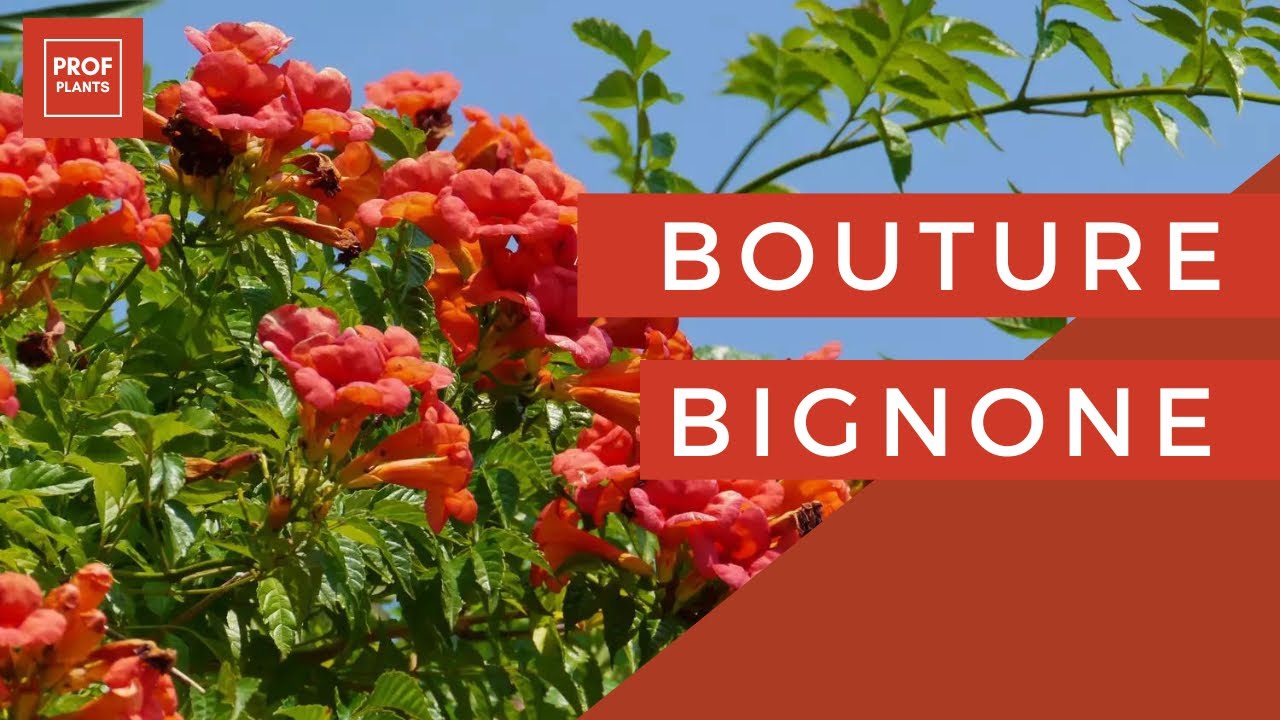COMMENT BOUTURER LA BIGNONE