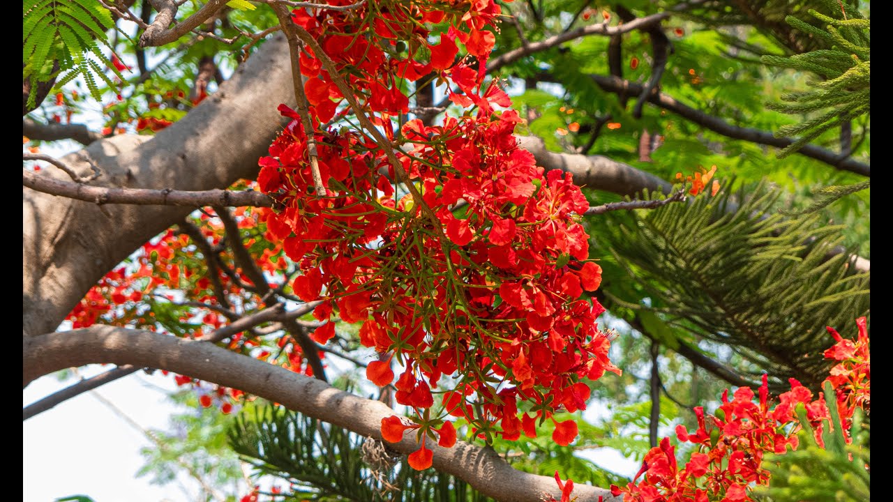 EL TABACHIN  | El árbol de fuego.