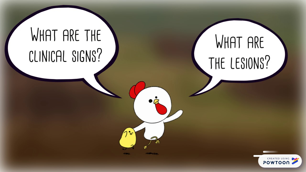 FOWL CHOLERA