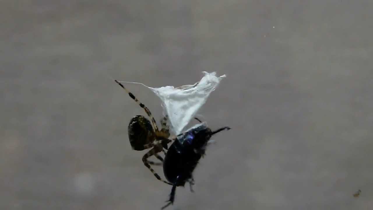 Spinneweb met spin en ontsnapping kever.