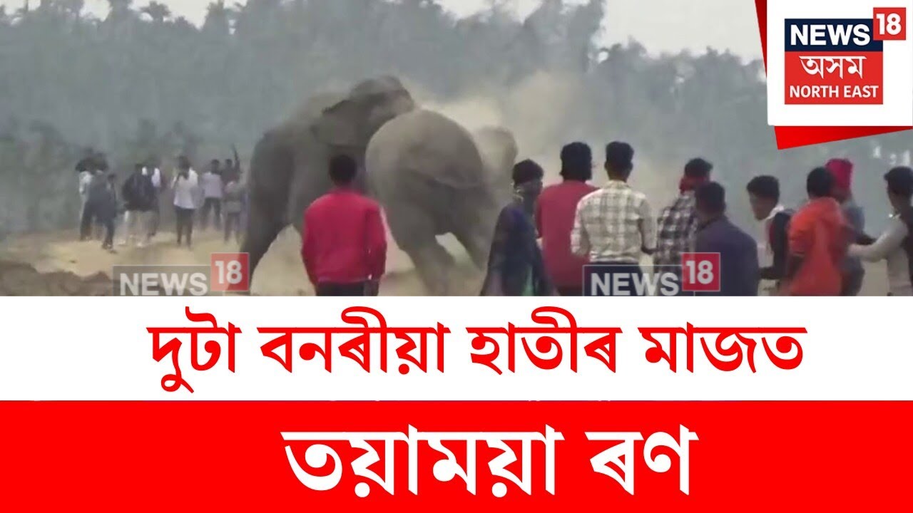 Hojai Elephant Fight : হোজাইত পুৱাই দুটা বনৰীয়া হাতীৰ মাজত লাগিল যুঁজ | N18V