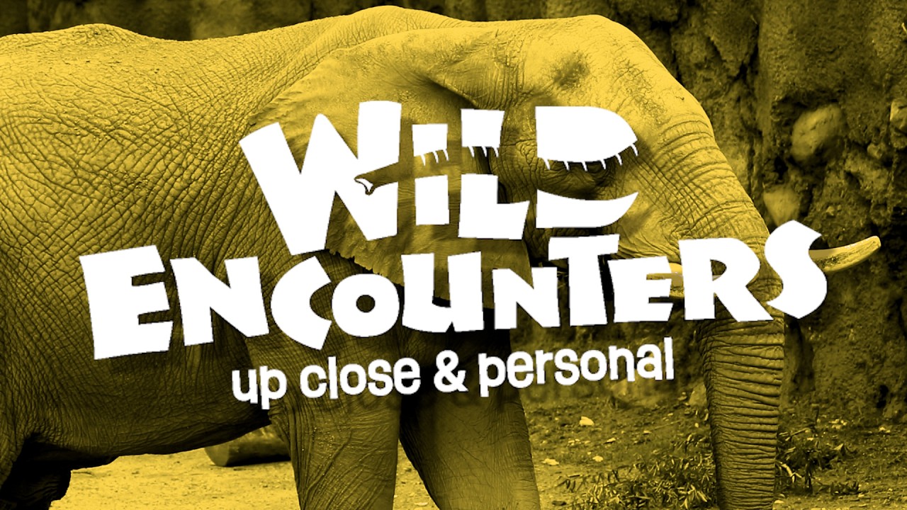 Wild Encounters: Elephant - Teaser