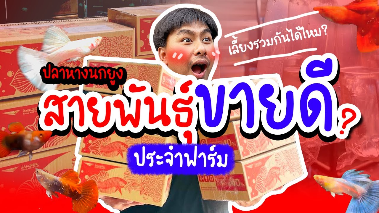รู้อะไรไม่เท่ารู้งี้ EP8. สายพันธุ์อะไรขายดีตลอดกาล #ปลาหางนกยูง