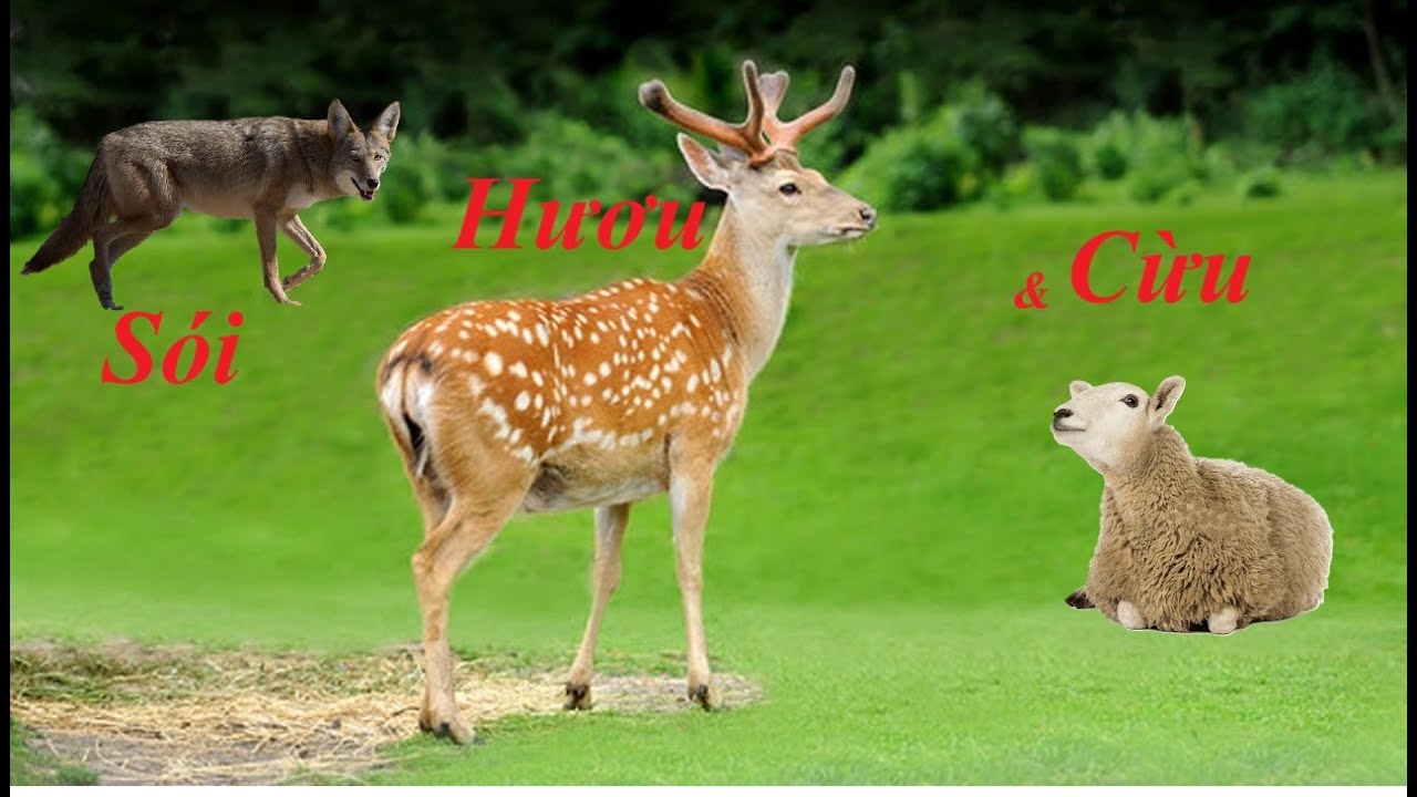 #learnvietnameseonline