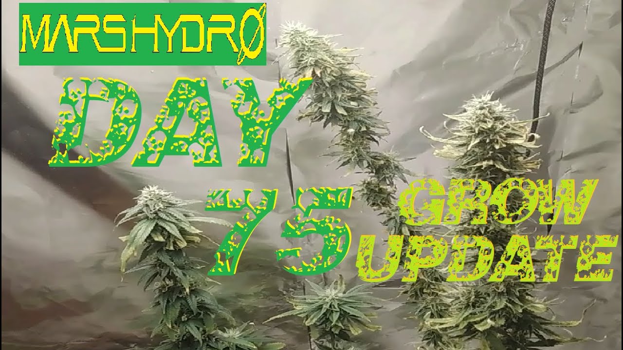 Cannabis, Weed Plants, Grow Update Day 75 (Mars Hydro) cannabis Harvest ?