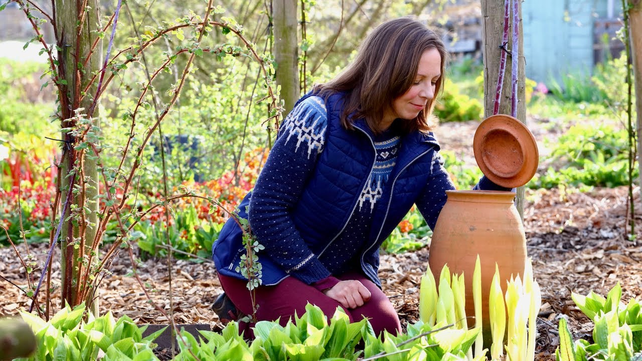 Forcing & blanching PERENNIAL VEGETABLES for an earlier harvest in my food forest