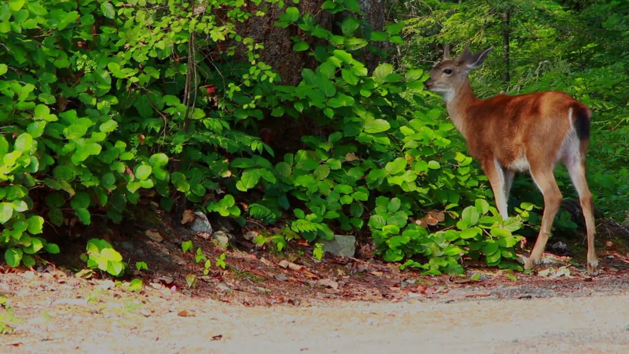 HarmonyMusic   Otjanbird Pt 2 ( 1 hour )