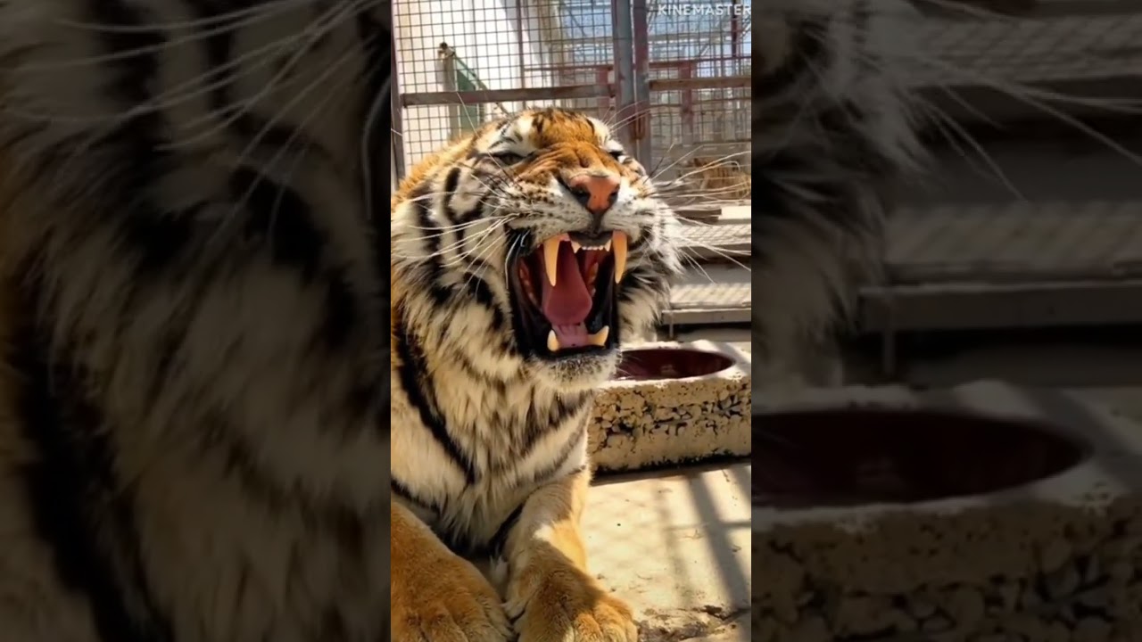 suara macan seram sampai ubun ubun #shorts #hewan #macan