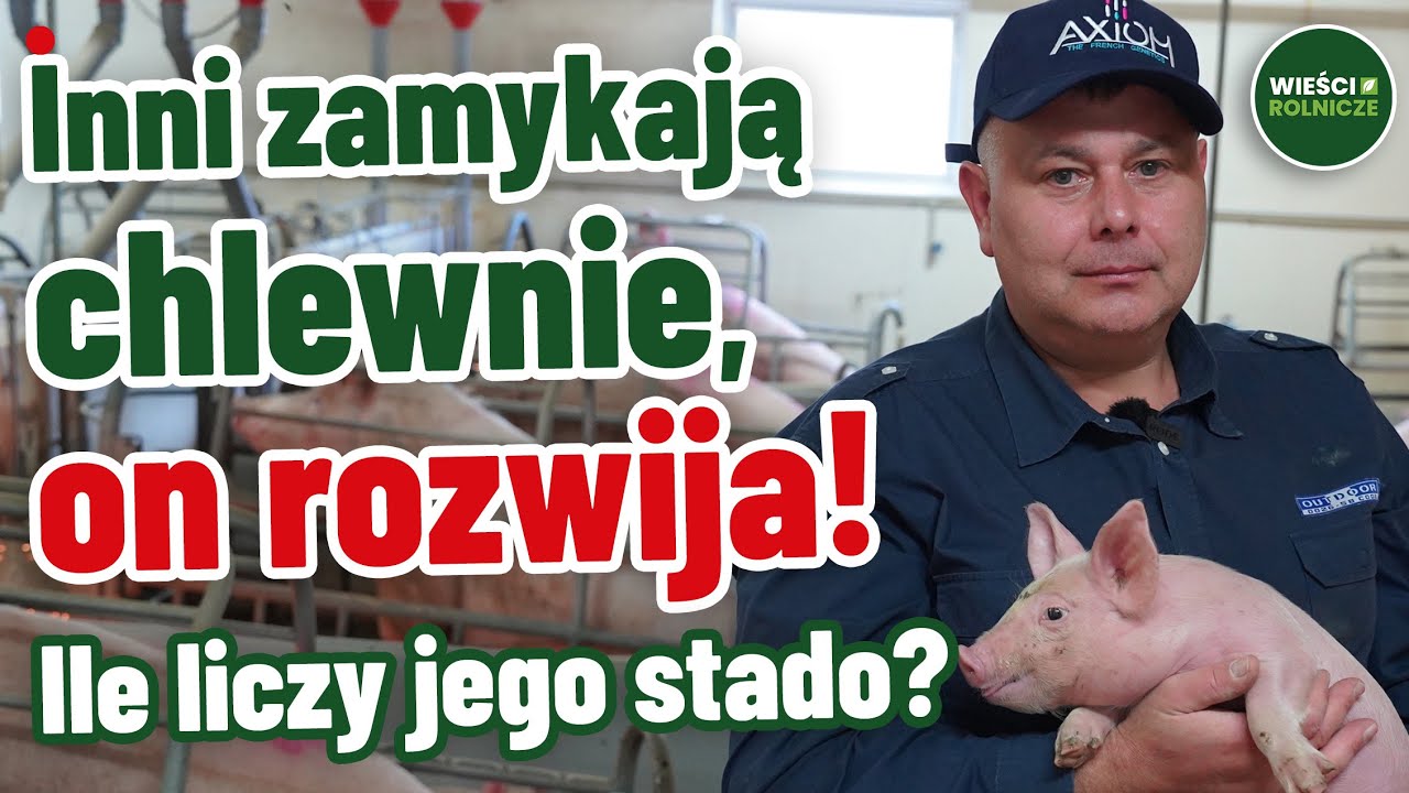 Czy opłaca się hodować świnie w 2025