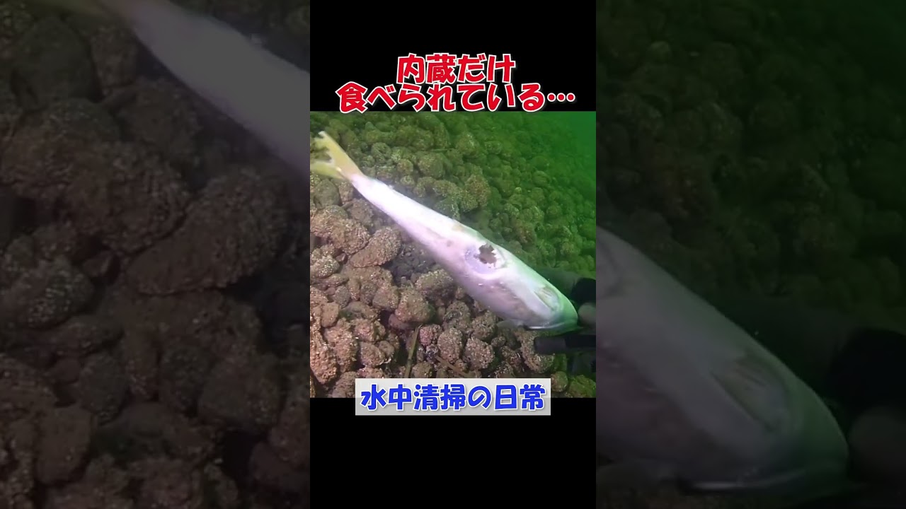 失敗リリースのワカシ…
