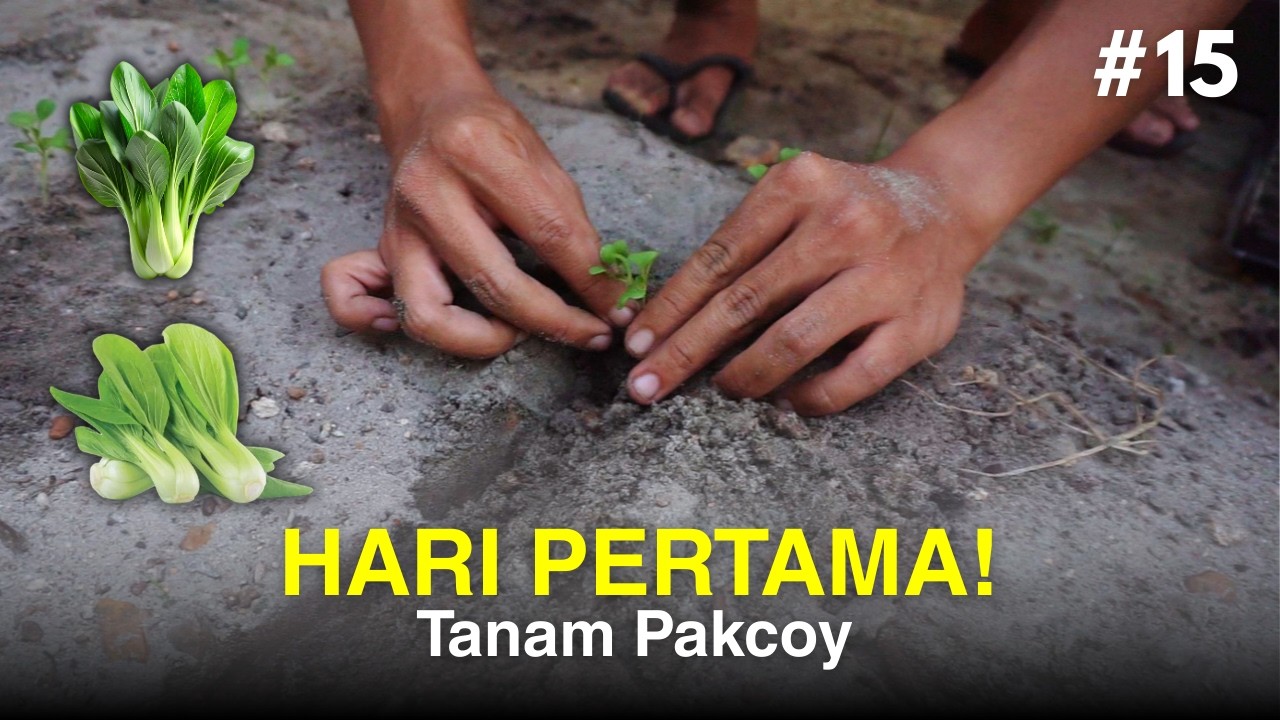 Episode 15 | Hari Pertama Nanam Pakcoy di Halaman Rumah