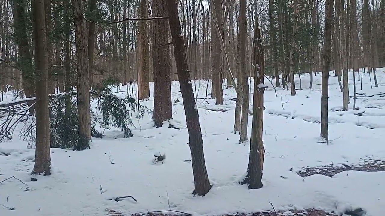 showing you around before dark
