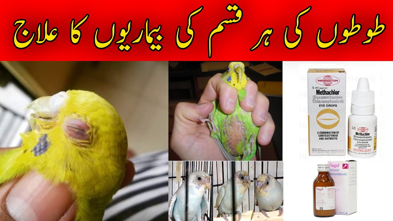 Birds diseases and Treatment | budgies diseases symptoms and treatment | budgies treatment Medicine